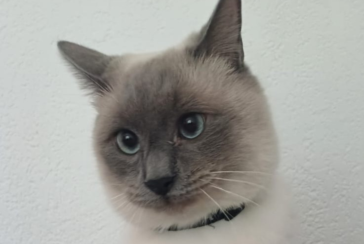 Alerte Disparition Chat  Mâle , 1 ans Marseille France