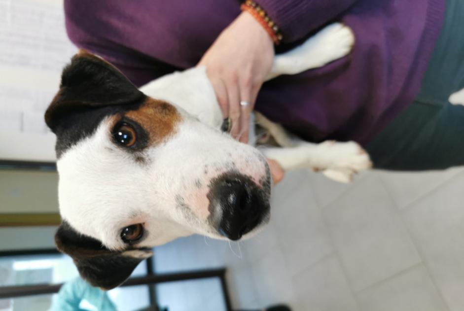 Alerte Découverte Chien Mâle Saint-Martin-d'Arberoue France