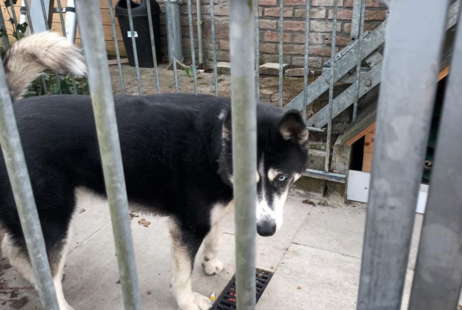 Alerte Découverte Chien  Mâle Durbuy Belgique