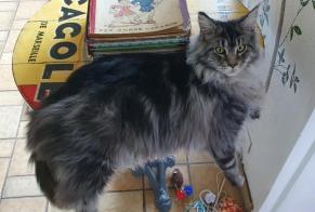 Alerte Disparition Chat  Mâle , 1 ans Toulon France