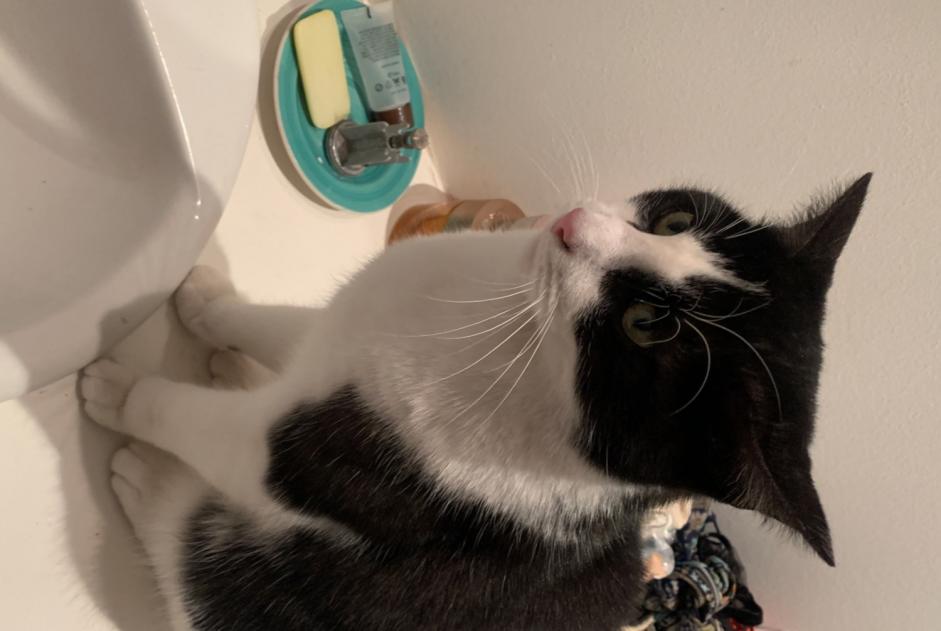 Alerte Disparition Chat  Mâle , 2 ans Saint-Gilles Belgique