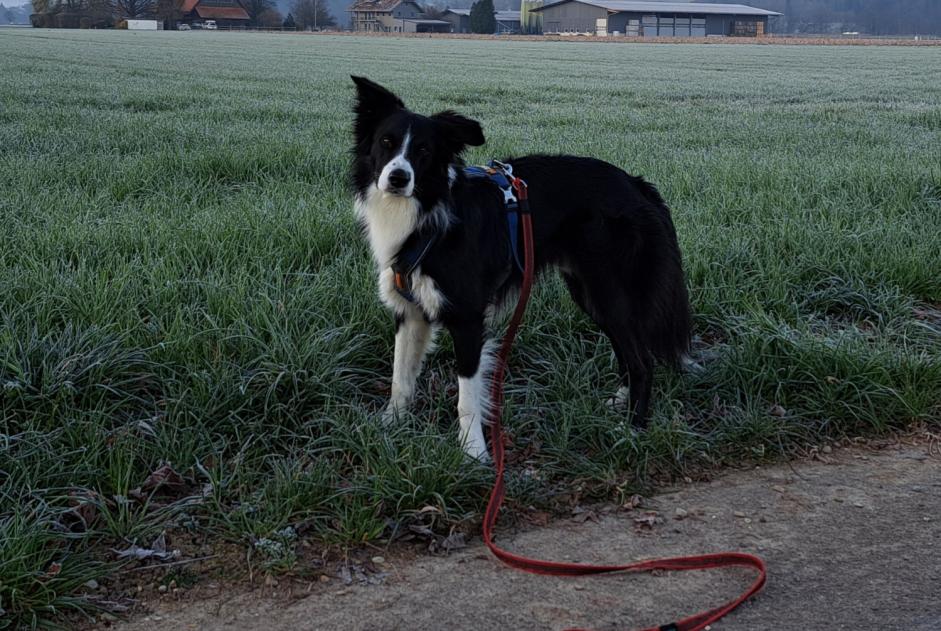 Alerte Disparition Chien  Mâle , 3 ans Kirchdorf Suisse