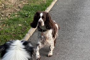 Alerte Découverte Chien  Inconnu Chêne-Bourg Suisse