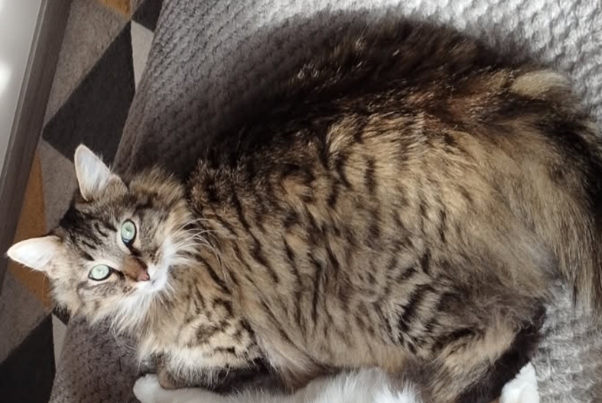 Alerte Disparition Chat Mâle , 4 ans Niort France