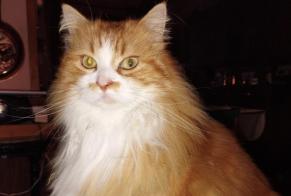 Alerte Disparition Chat Femelle , 10 ans Tournefeuille France