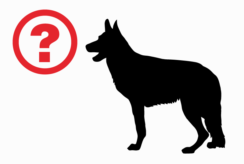 Ontdekkingsalarm Hond rassenvermenging Onbekend Bouguenais Frankrijk