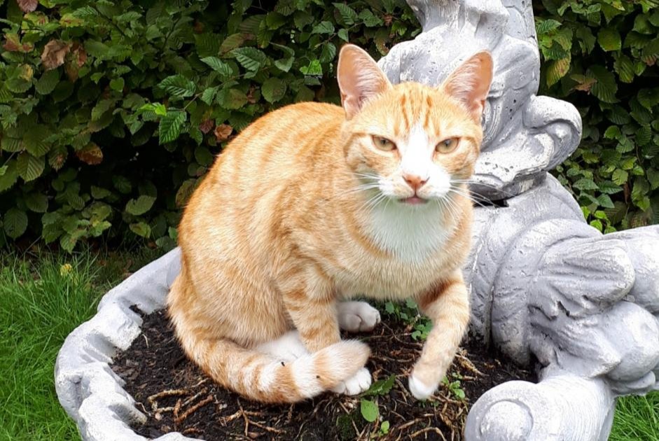 Avviso scomparsa Gatto Maschio , 7 anni Rue Belgio