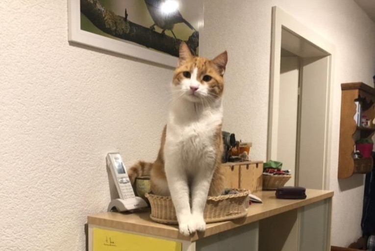 Avviso scomparsa Gatto Maschio , 7 anni Fribourg Svizzera