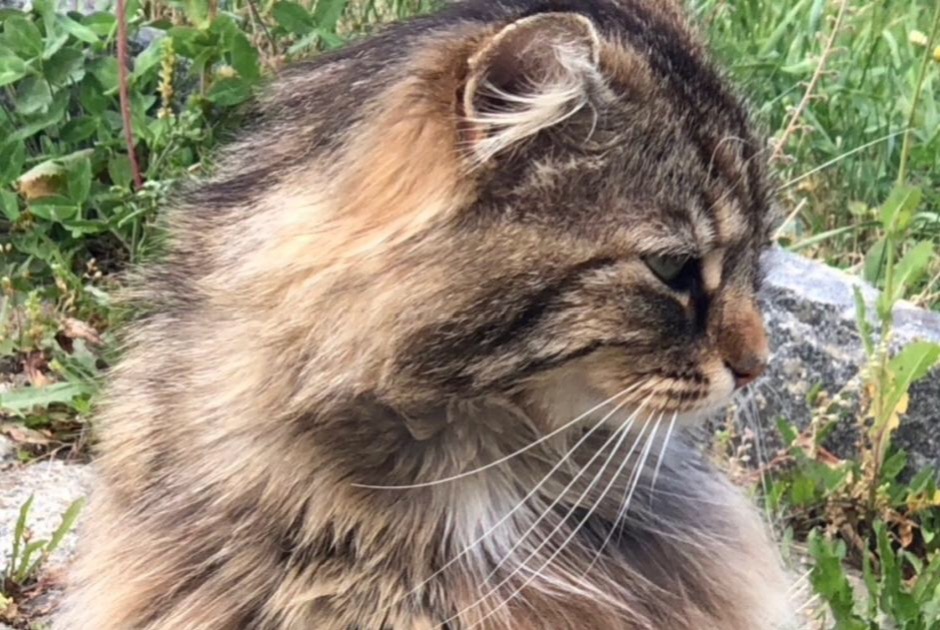 Avviso scomparsa Gatto incrocio di razze Maschio , 8 anni Versoix Svizzera