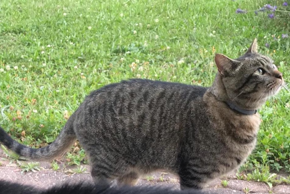 Avviso scomparsa Gatto incrocio di razze Maschio , 10 anni Cottens Svizzera