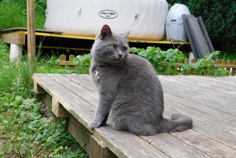 Avviso scomparsa Gatto incrocio di razze Femmina , 8 anni Cheyres-Châbles Svizzera