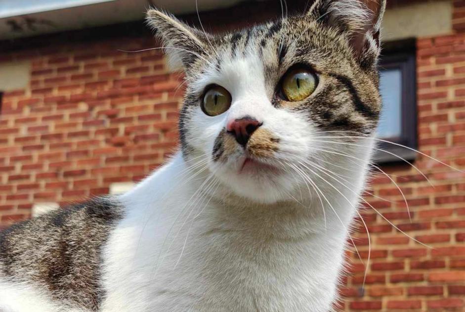 Avviso scomparsa Gatto incrocio di razze Maschio , 1 anni Manage Belgio