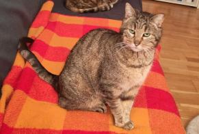 Avviso scomparsa Gatto Femmina , 9 anni Villars-sur-Glâne Svizzera