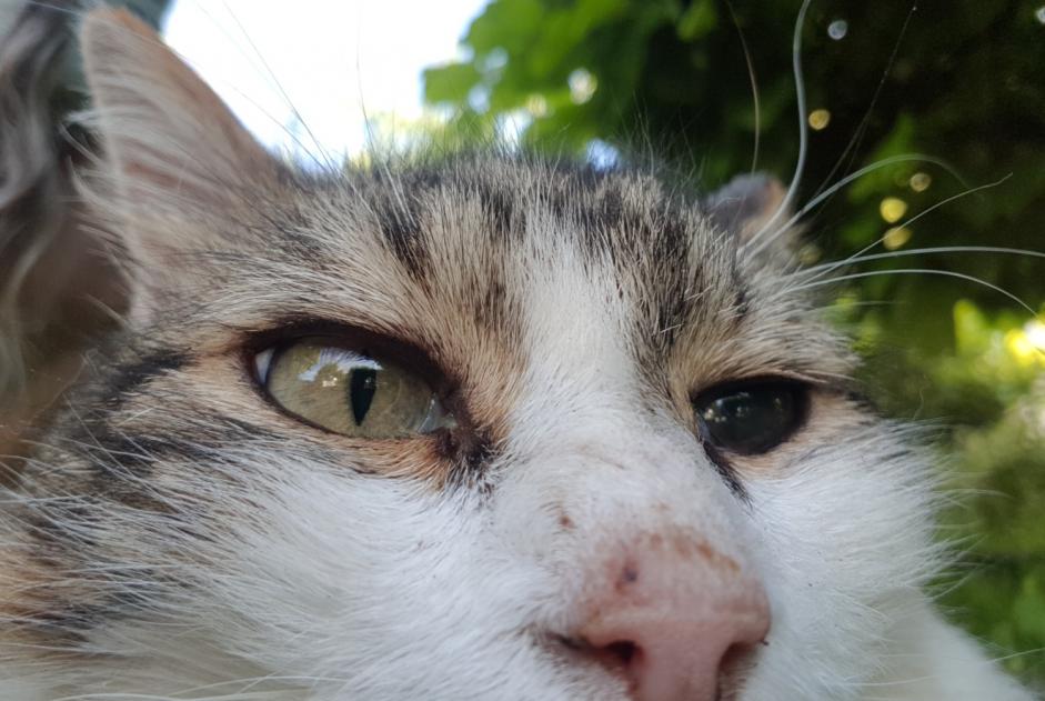 Avviso scomparsa Gatto  Maschio , 11 anni Orléans Francia