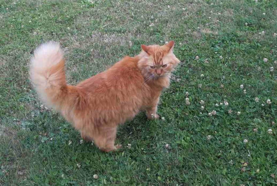 Avviso scomparsa Gatto Maschio , 6 anni Prilly Svizzera