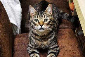 Avviso scomparsa Gatto Maschio , 3 anni Salon-de-Provence Francia