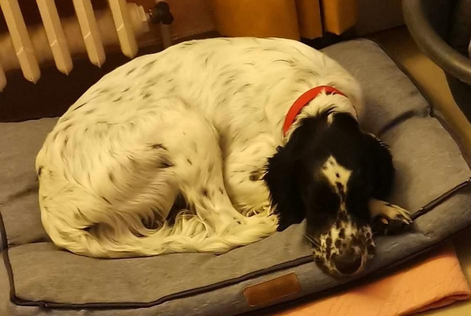 Avviso scomparsa Cane  Maschio , 5 anni Pauilhac Francia