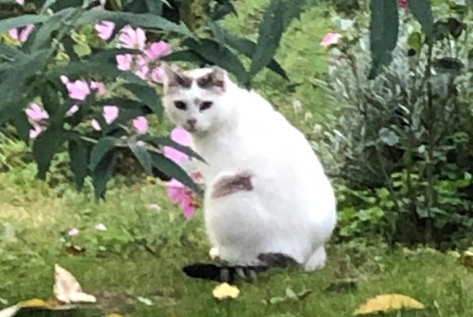 Avviso scomparsa Gatto  Femmina , 9 anni Gazave Francia