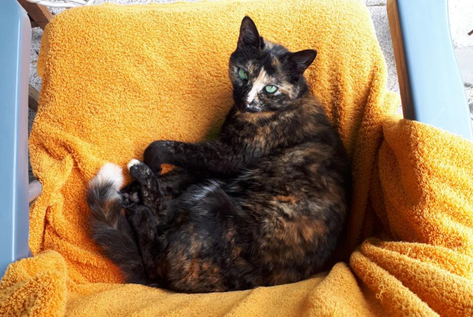 Avviso scomparsa Gatto incrocio di razze Femmina , 7 anni Sucy-en-Brie Francia