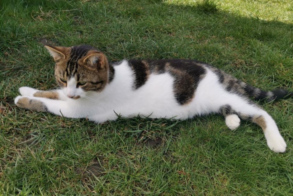 Avviso scomparsa Gatto Maschio , 4 anni La Rippe Svizzera