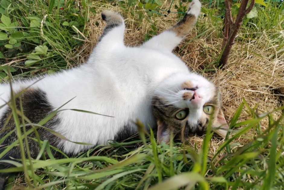 Avviso scomparsa Gatto Maschio , 4 anni La Rippe Svizzera