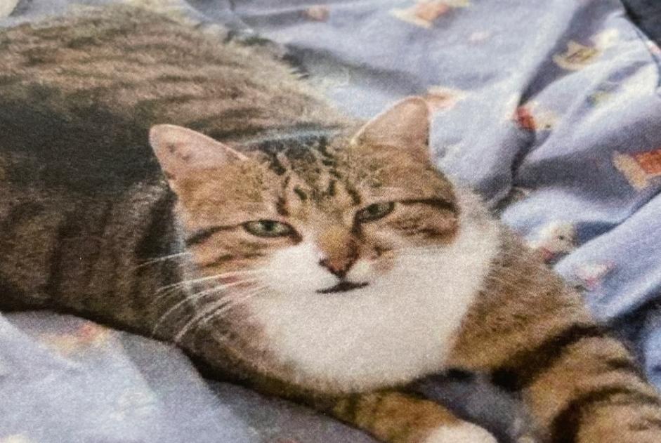 Avviso scomparsa Gatto Maschio , 4 anni Saint-Cézaire-sur-Siagne Francia