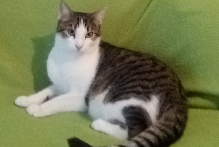 Avviso scomparsa Gatto  Maschio , 5 anni Cesson-Sévigné Francia