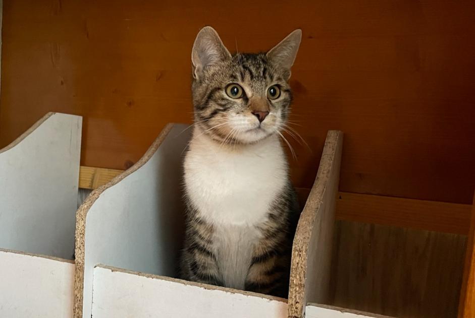 Avviso scomparsa Gatto incrocio di razze Maschio , 1 anni Saint-Sylvestre Francia