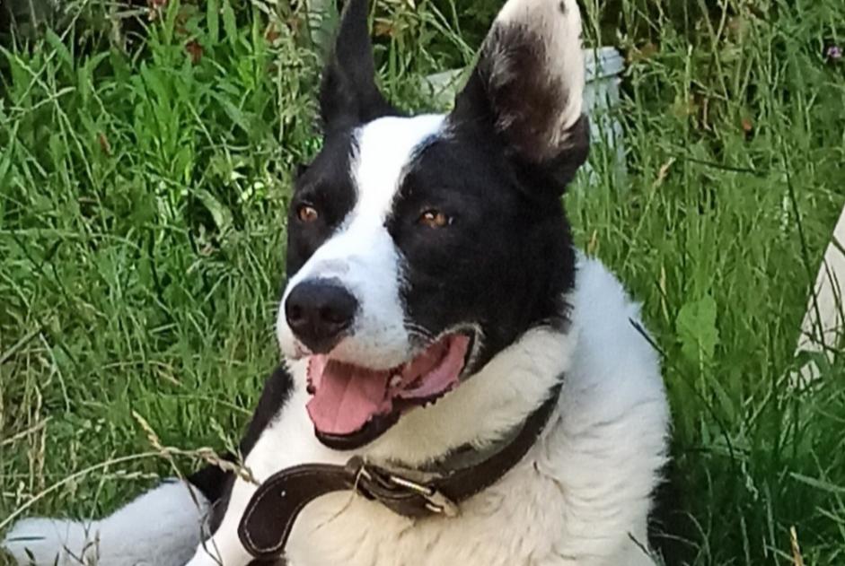 Avviso scomparsa Cane incrocio di razze Maschio , 11 anni Moncy Francia