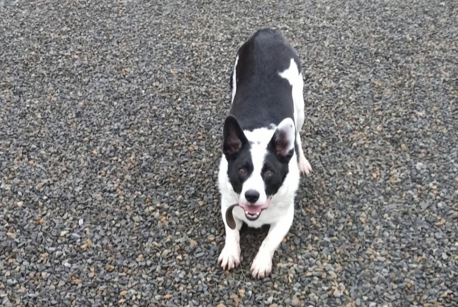 Avviso scomparsa Cane incrocio di razze Maschio , 11 anni Moncy Francia