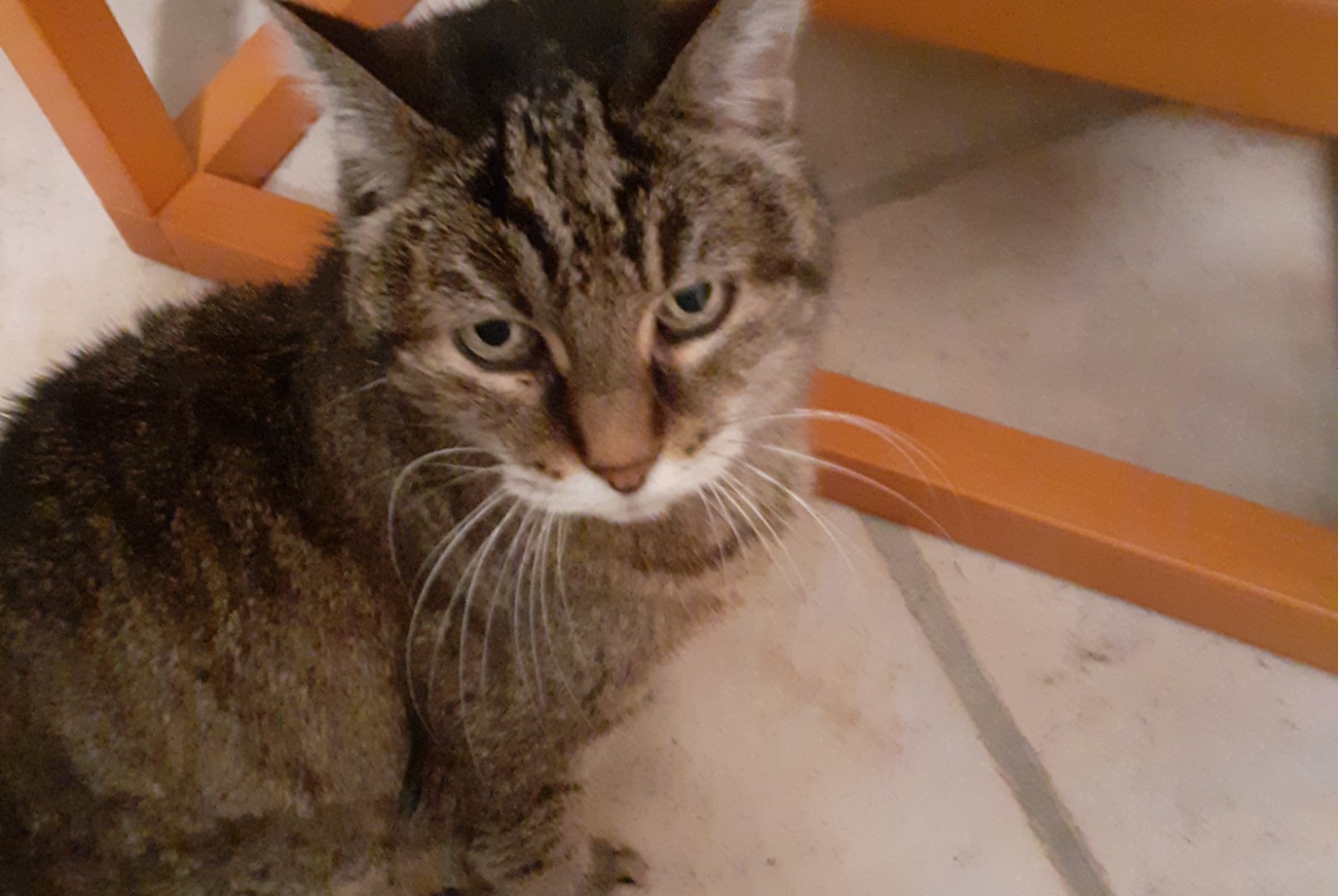 Avviso scomparsa Gatto incrocio di razze Femmina , 20 anni Toulouse Francia