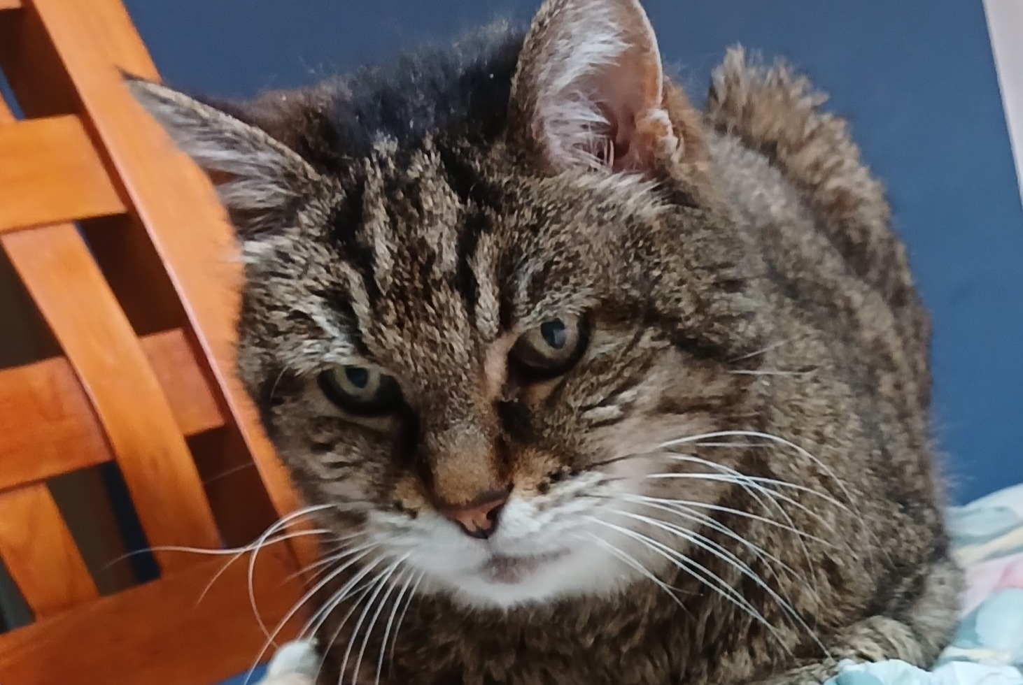 Avviso scomparsa Gatto incrocio di razze Femmina , 20 anni Toulouse Francia