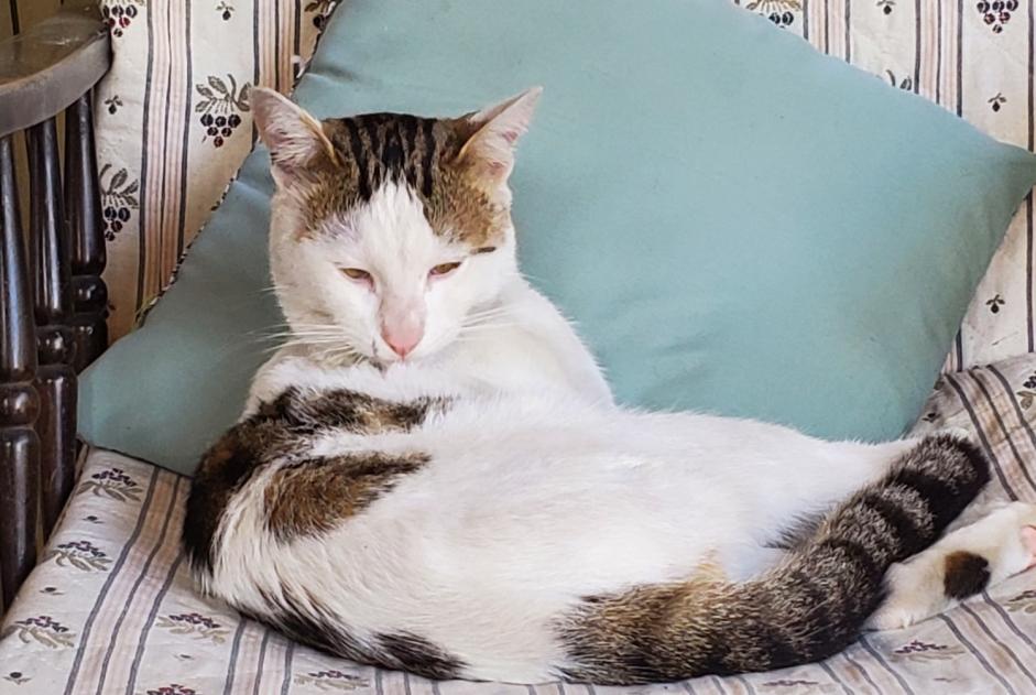 Avviso Ritrovamento Gatto incrocio di razze Maschio Villeneuve-Tolosane Francia