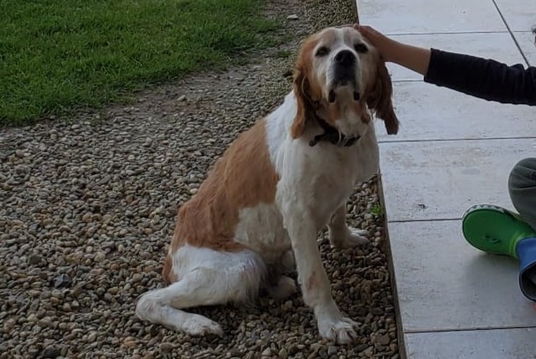 Avviso scomparsa Cane  Maschio , 13 anni Grez-Neuville Francia