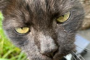 Avviso scomparsa Gatto Femmina , 13 anni Mons Belgio