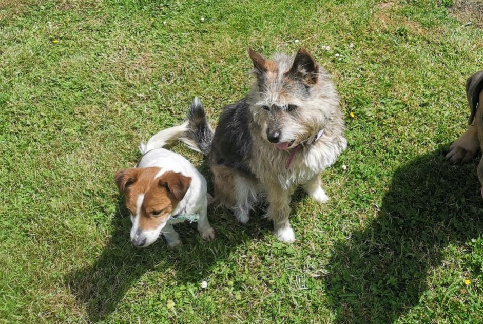 Avviso scomparsa Cane incrocio di razze Femmina , 7 anni Bézancourt Francia