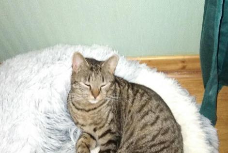 Avviso scomparsa Gatto  Maschio , 2 anni Saint-Pourçain-sur-Besbre Francia