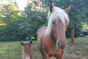 Avviso scomparsa Cavallo Femmina , 2024 anni Voillans Francia