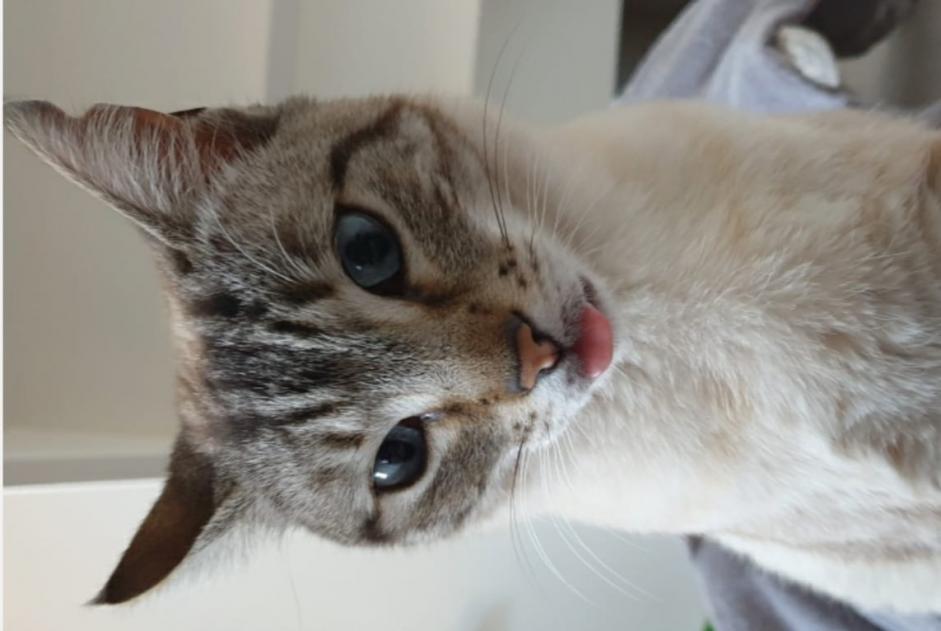 Avviso scomparsa Gatto  Femmina , 8 anni Marseille Francia