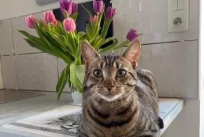 Avviso scomparsa Gatto  Maschio , 3 anni Balleroy-sur-Drôme Francia