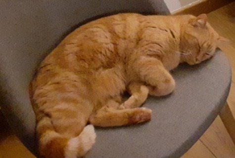 Avviso scomparsa Gatto Maschio , 7 anni Salles-la-Source Francia