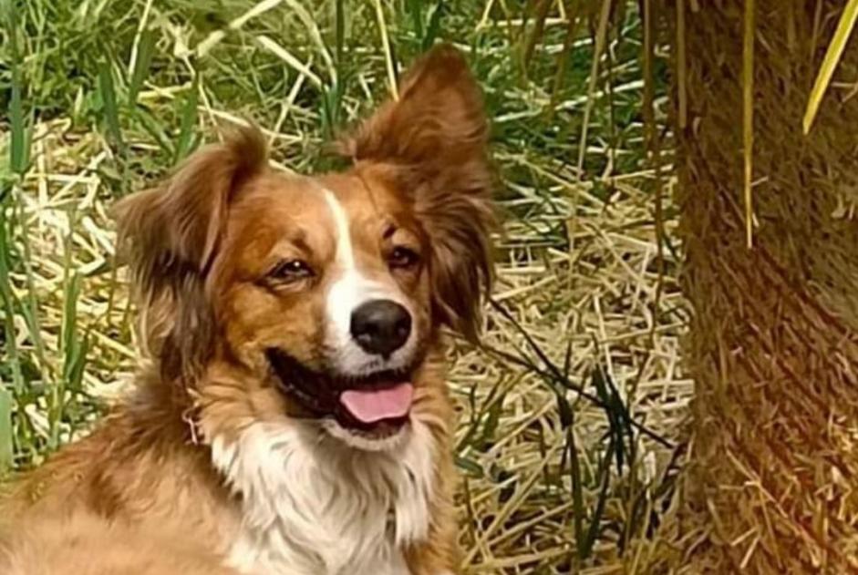 Avviso scomparsa Cane incrocio di razze Femmina , 6 anni Saint-Étienne-de-Serre Francia