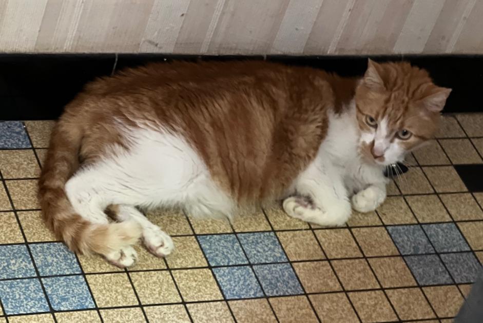 Avviso scomparsa Gatto Maschio , 15 anni Locminé Francia