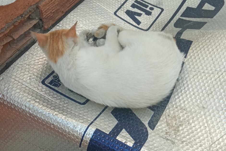 Avviso scomparsa Gatto Femmina , 4 anni Murcia Spagna