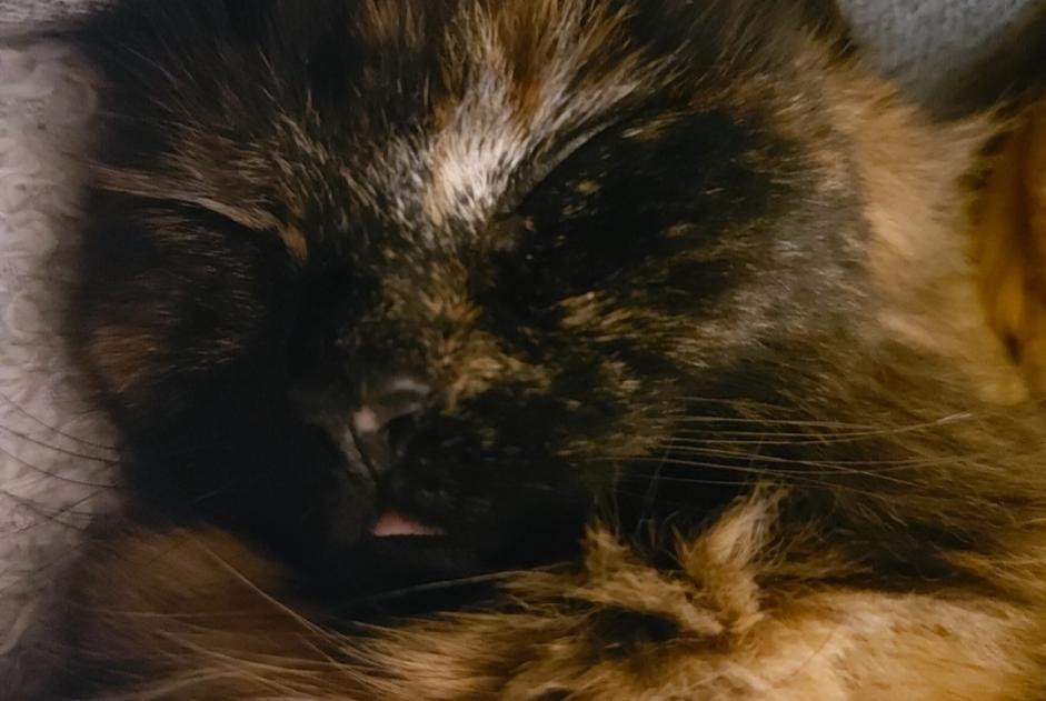 Avviso scomparsa Gatto Femmina , 3 anni Saint-Thomas-de-Conac Francia