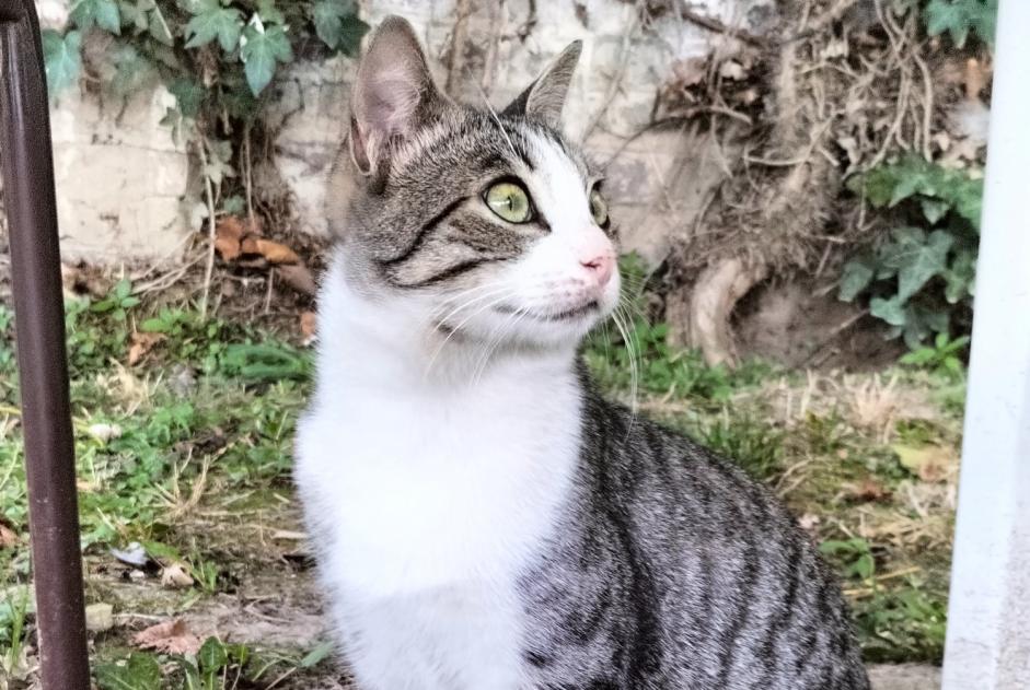 Avviso Ritrovamento Gatto  Maschio Le Bourget Francia