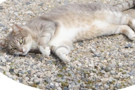 Avviso scomparsa Gatto incrocio di razze Femmina , 3 anni Bourg-Saint-Christophe Francia