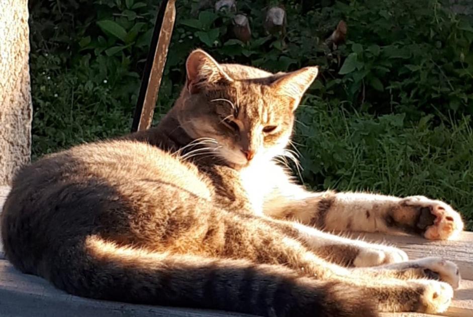 Avviso scomparsa Gatto incrocio di razze Femmina , 3 anni Bourg-Saint-Christophe Francia