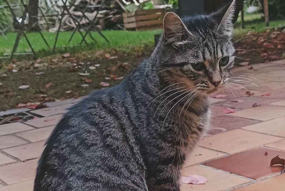 Avviso scomparsa Gatto  Maschio , 1 anni Niort Francia