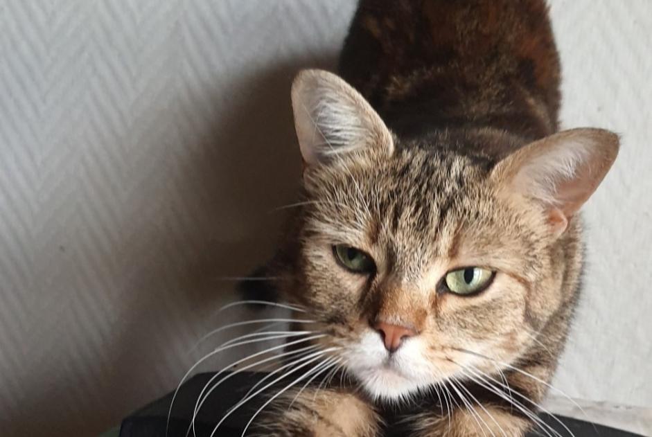 Avviso scomparsa Gatto incrocio di razze Femmina , 0 anni Cernay Francia